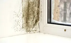 Plama pleśni na ścianie przy oknie. Potrzebny środek na pleśń, by pozbyć się tego problemu.