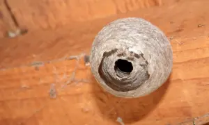 Okrągłe, papierowe gniazdo os pod drewnianym dachem, z widocznym otworem wejściowym.