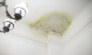 Plama pleśni i żółte zacieki na suficie po zalaniu. Widać fragment żyrandola.