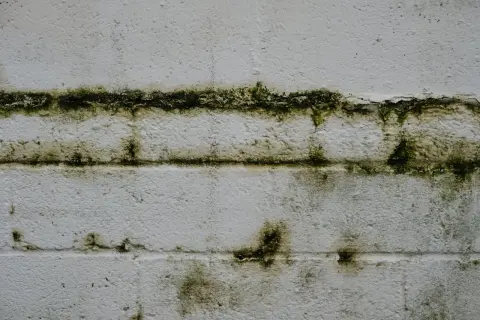 Zielony nalot, przypominający grzyb na ścianie, tworzy niepokojące wzory na białej, ceglanej powierzchni.