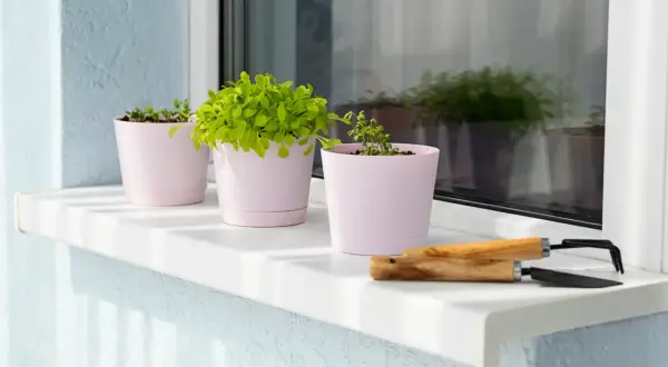 Zielone roślinki w różowych doniczkach na białym parapecie zewnętrznym. Obok małe narzędzia ogrodnicze.